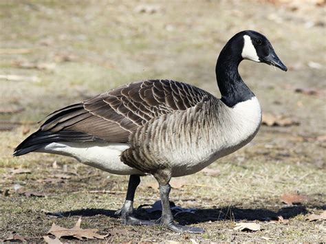 bird of hermes goose|canadian goose definition.